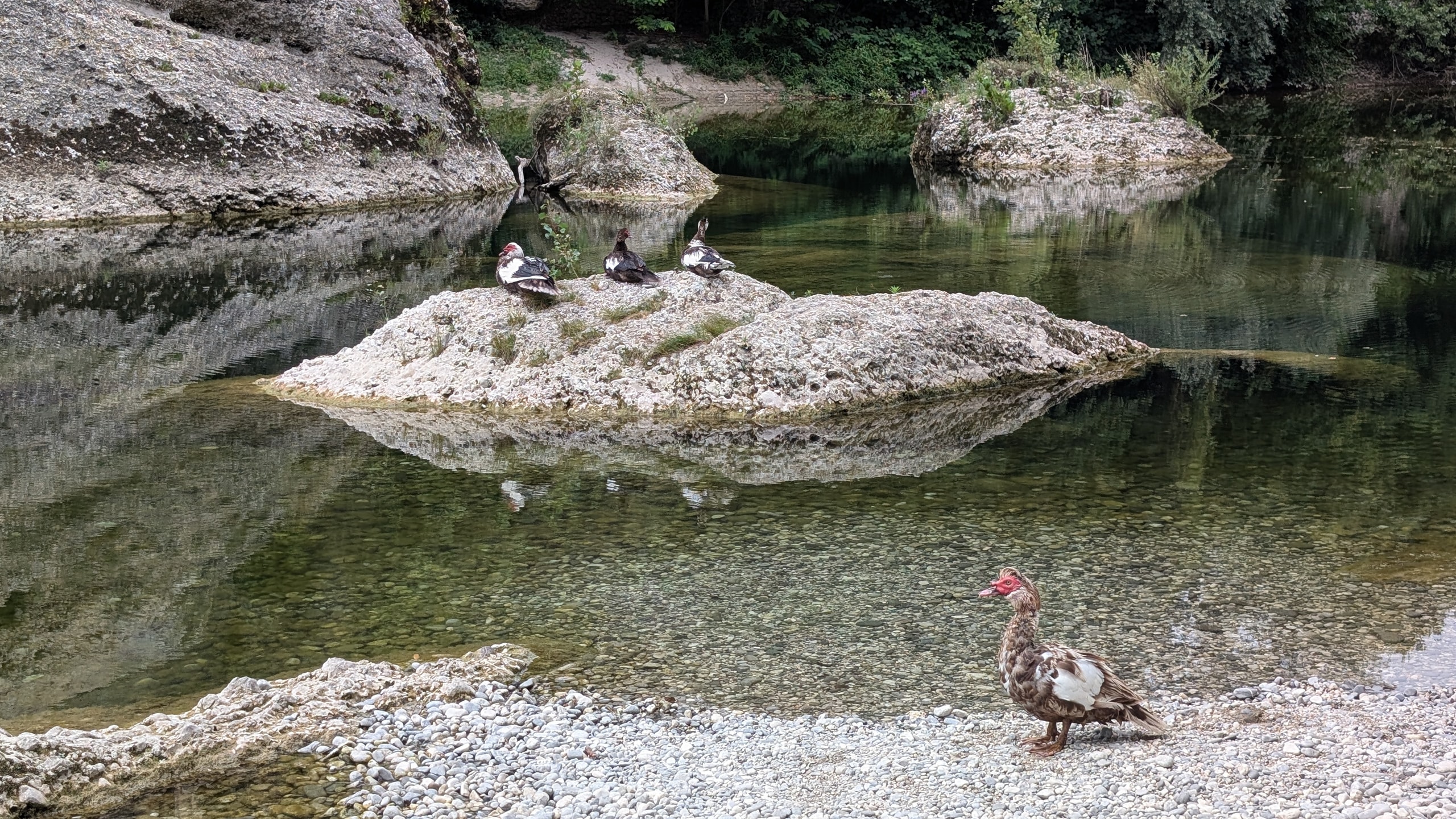 Muscovy ducks resting on pale limestone rocks in the clear green shallows of the Natisone River below Cividale