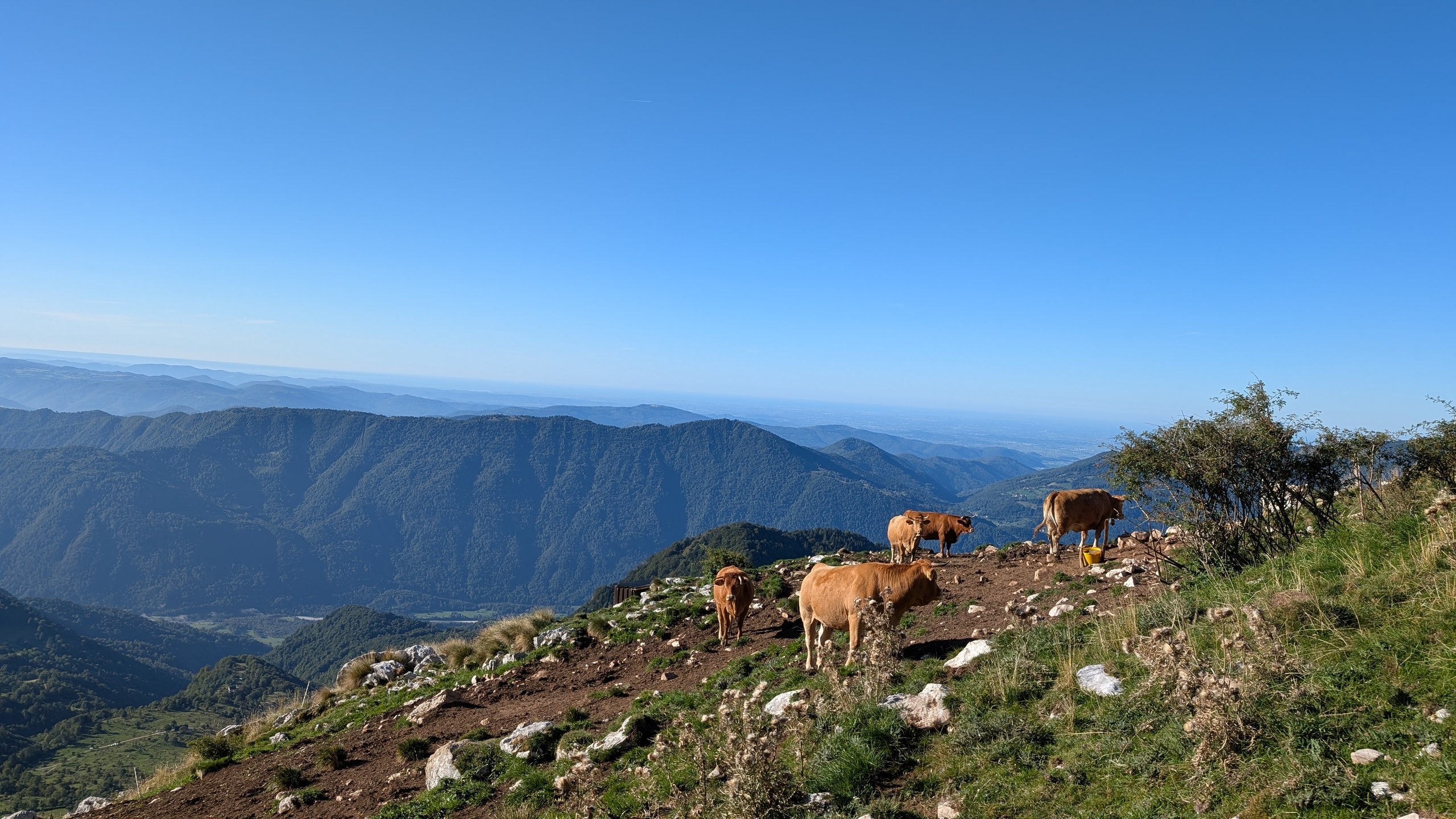 Light brown cows grazing on a rocky pasture above Planina Kuhinja, with forested ridges and a hazy plain stretching south