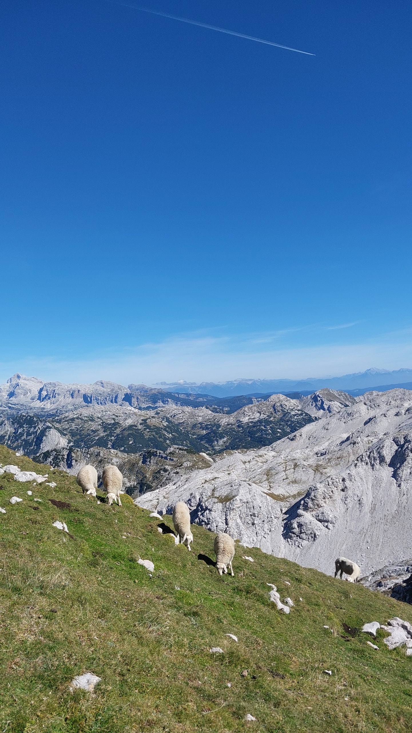 White sheep grazing on a steep grassy slope near the top of Krn, with bare limestone peaks of the Julian Alps behind