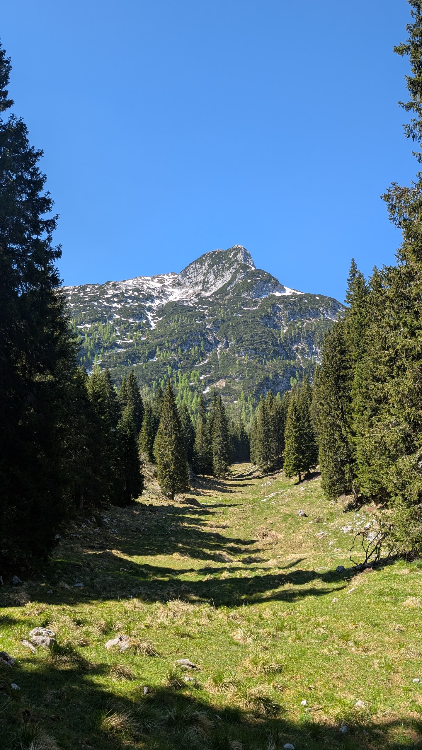 Snow-patched limestone peak framed by spruce forest and a grassy alpine clearing under deep blue sky