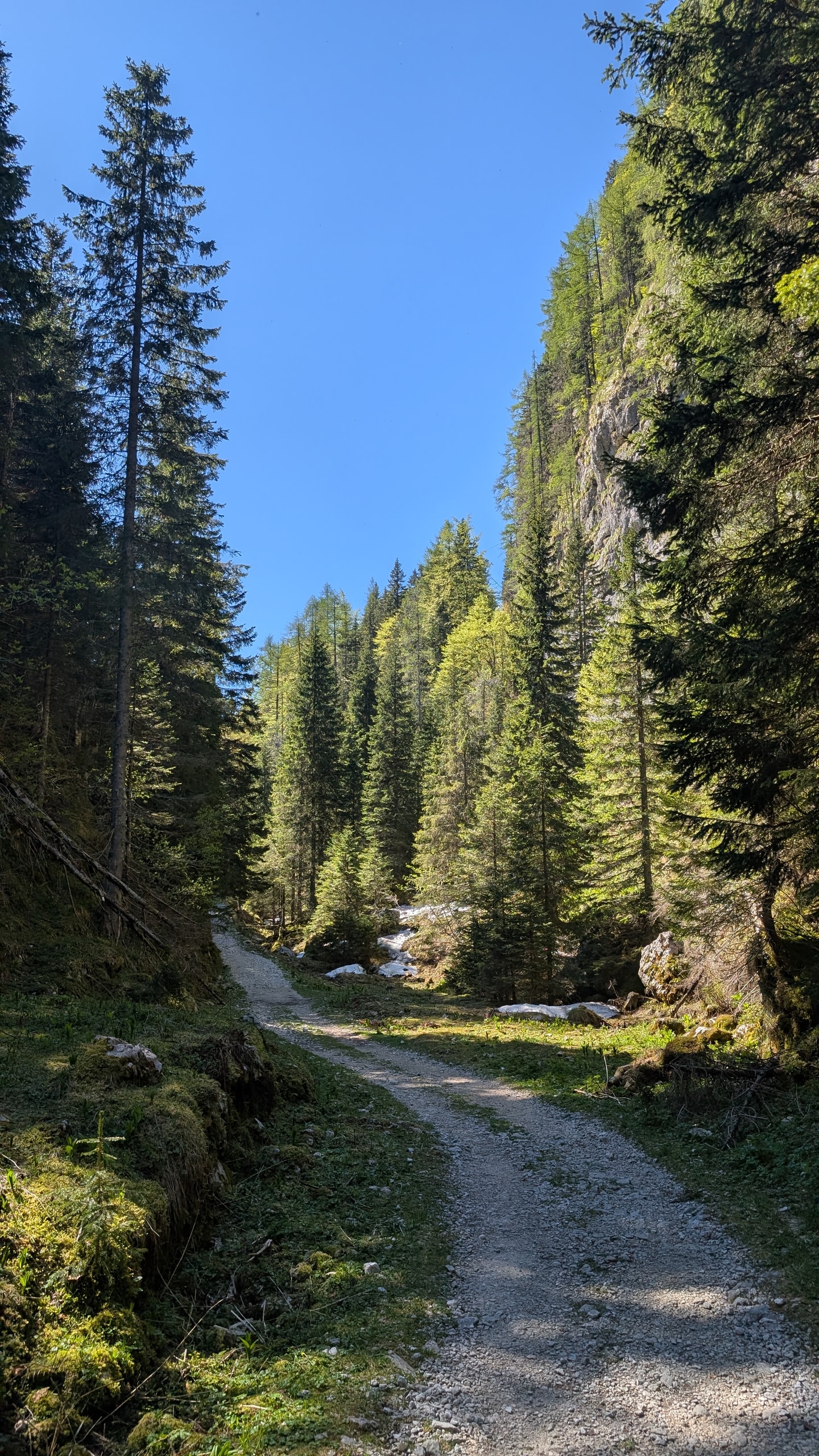 Wide gravel hiking path curving through sunlit spruce forest with lingering snow patches beside the trail