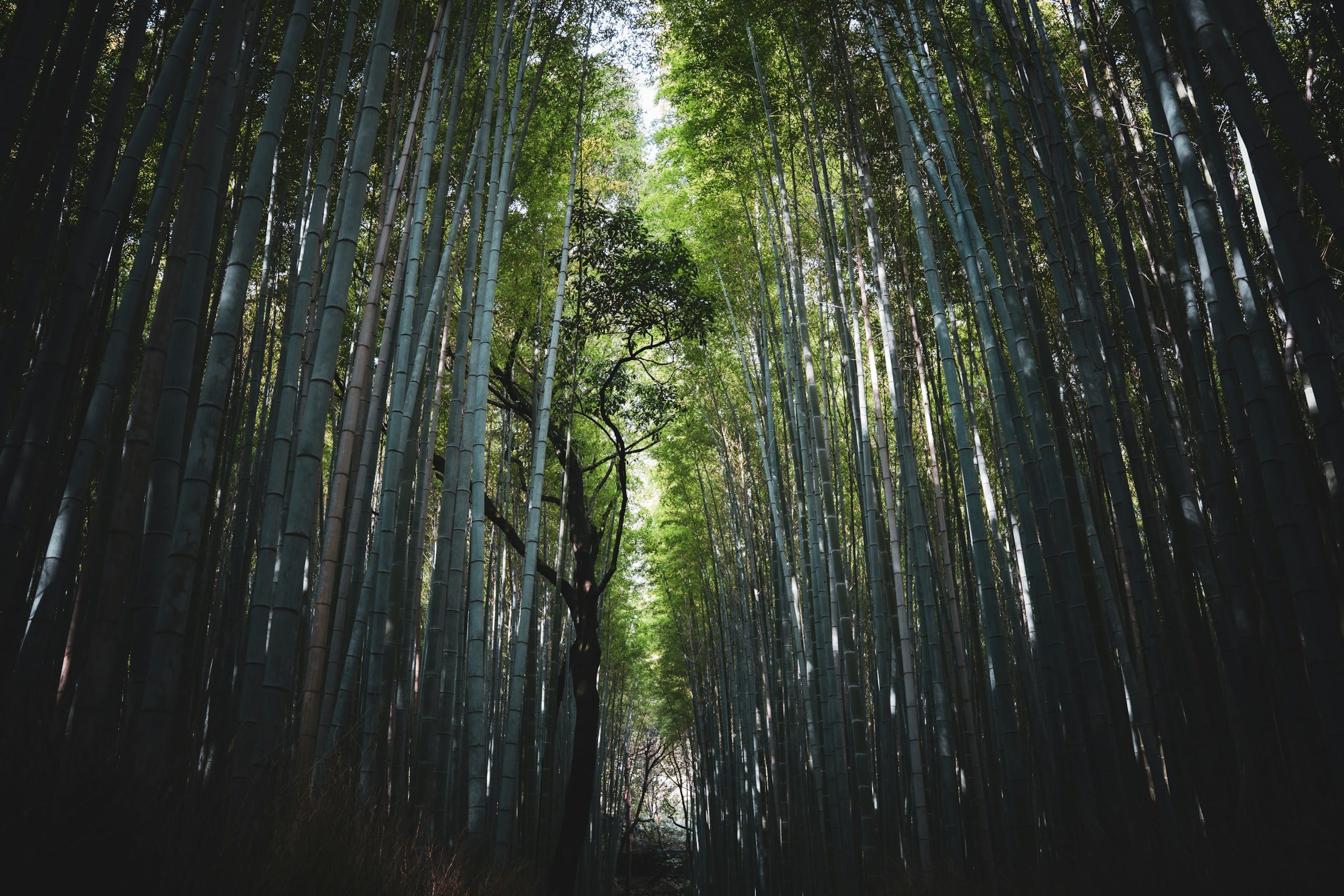 Tall green bamboo stalks rising toward a bright canopy in the Arashiyama bamboo grove in Kyoto