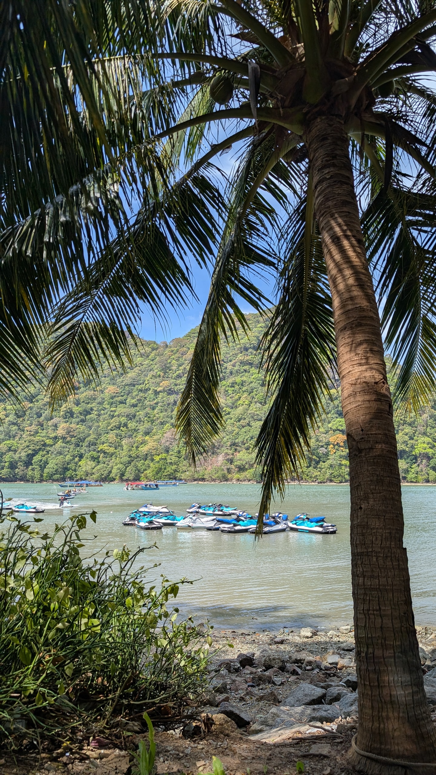 About eight blue and white jet skis rafted together on a pontoon in a green bay below a forested hillside, framed by a coconut palm