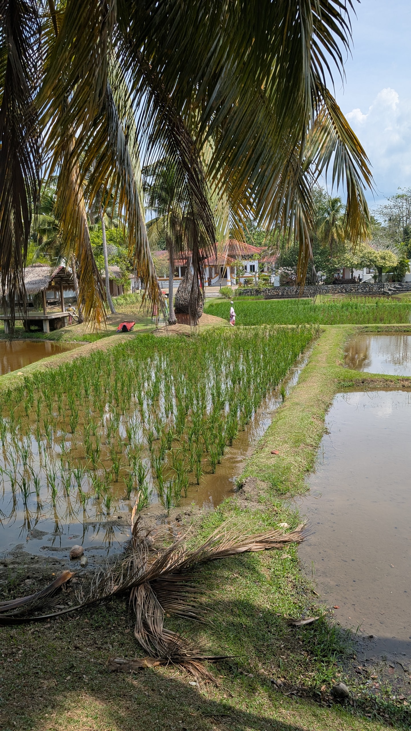 Flooded rice paddies with young green seedlings, palm trees and a thatched shelter at Laman Padi in Langkawi