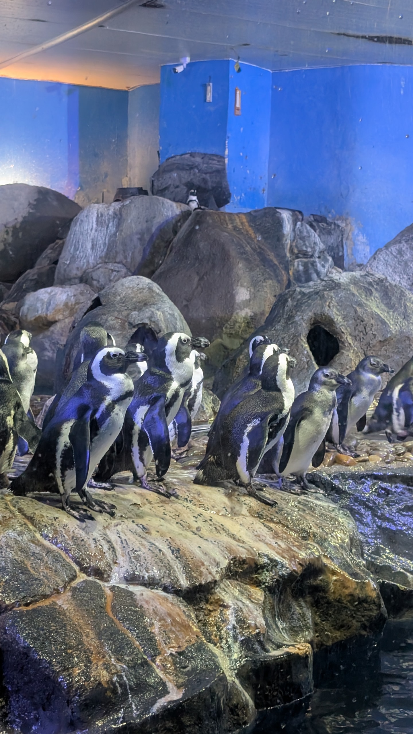 A group of African penguins standing on wet rocks under blue light in the penguin enclosure at Underwater World Langkawi