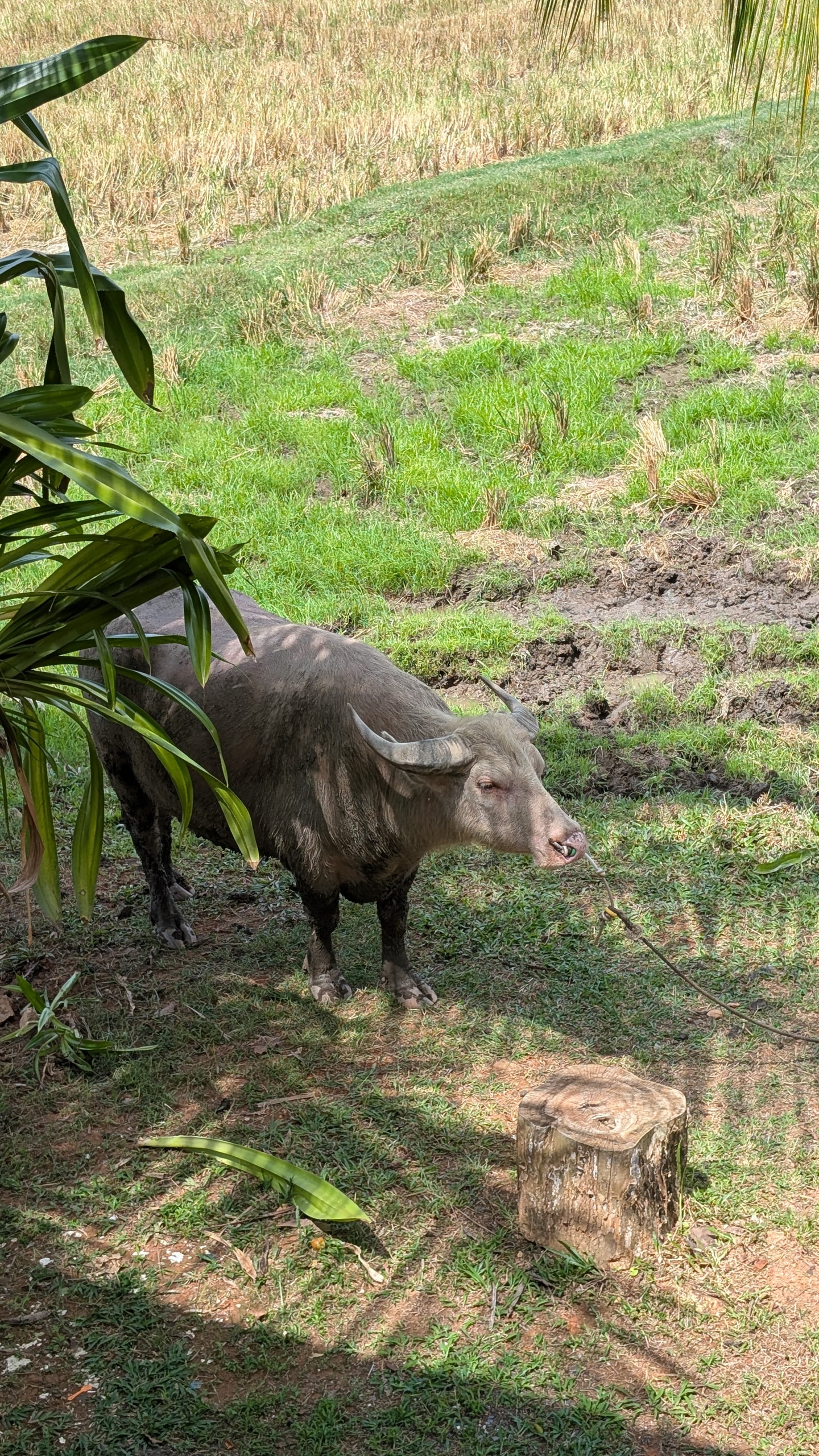 A water buffalo standing tethered on a grassy bund beside a cut rice field at Laman Padi