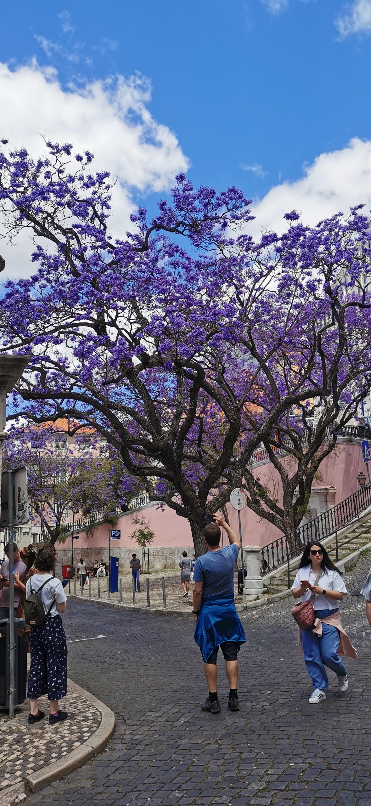 A jacaranda tree in full purple bloom over a Lisbon street of black-and-white calçada, with a pink building and a stone staircase behind it
