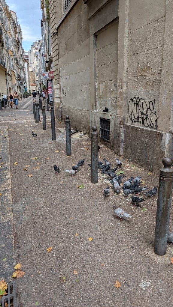 A downhill Marseille street with pigeons pecking spilled grain beside iron bollards, a spray-painted tag and peeling plaster on the wall, and pedestrians further up the lane