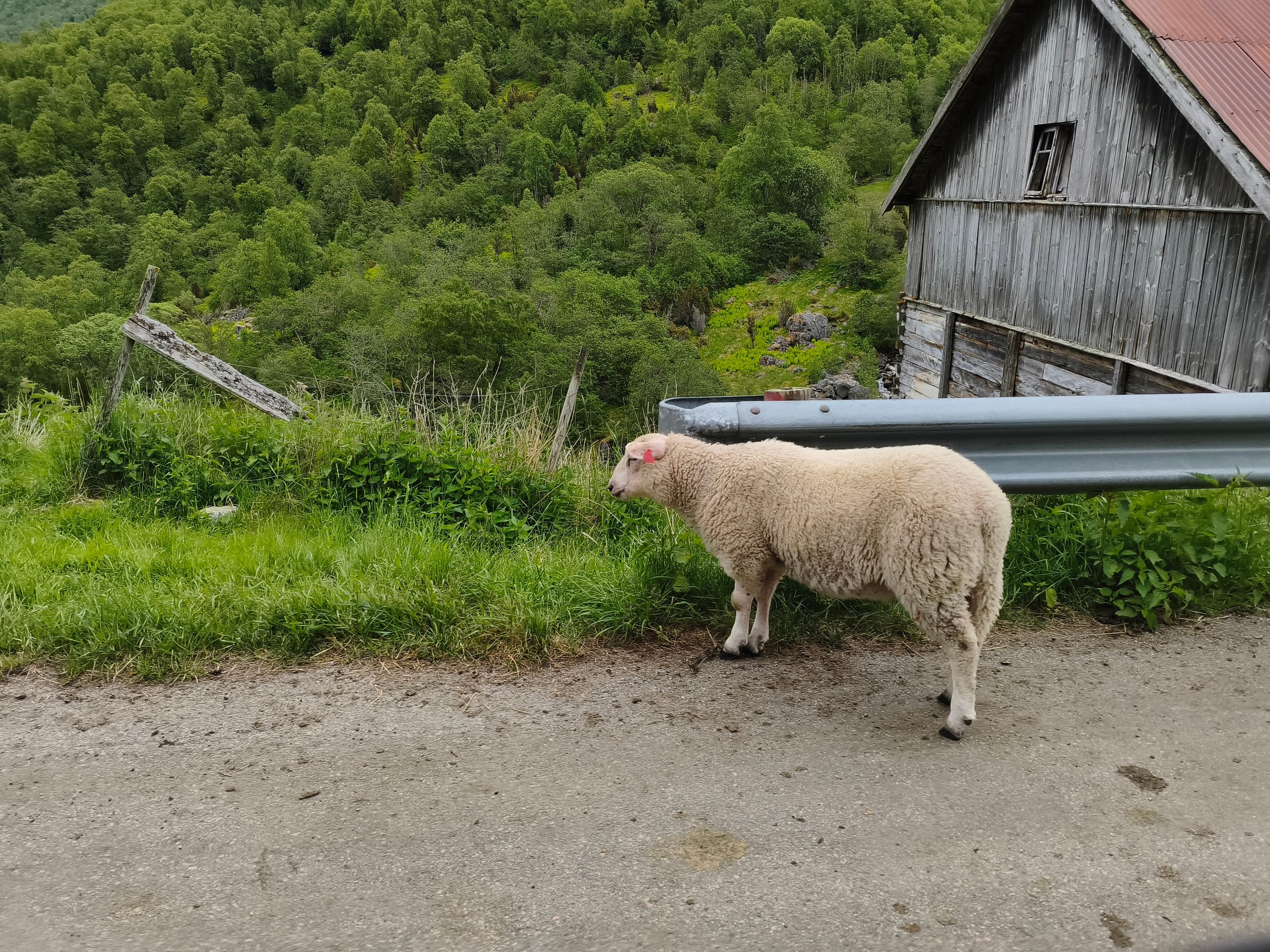 A thick-wooled sheep standing beside a paved rural road with a weathered wooden barn and green hillside behind