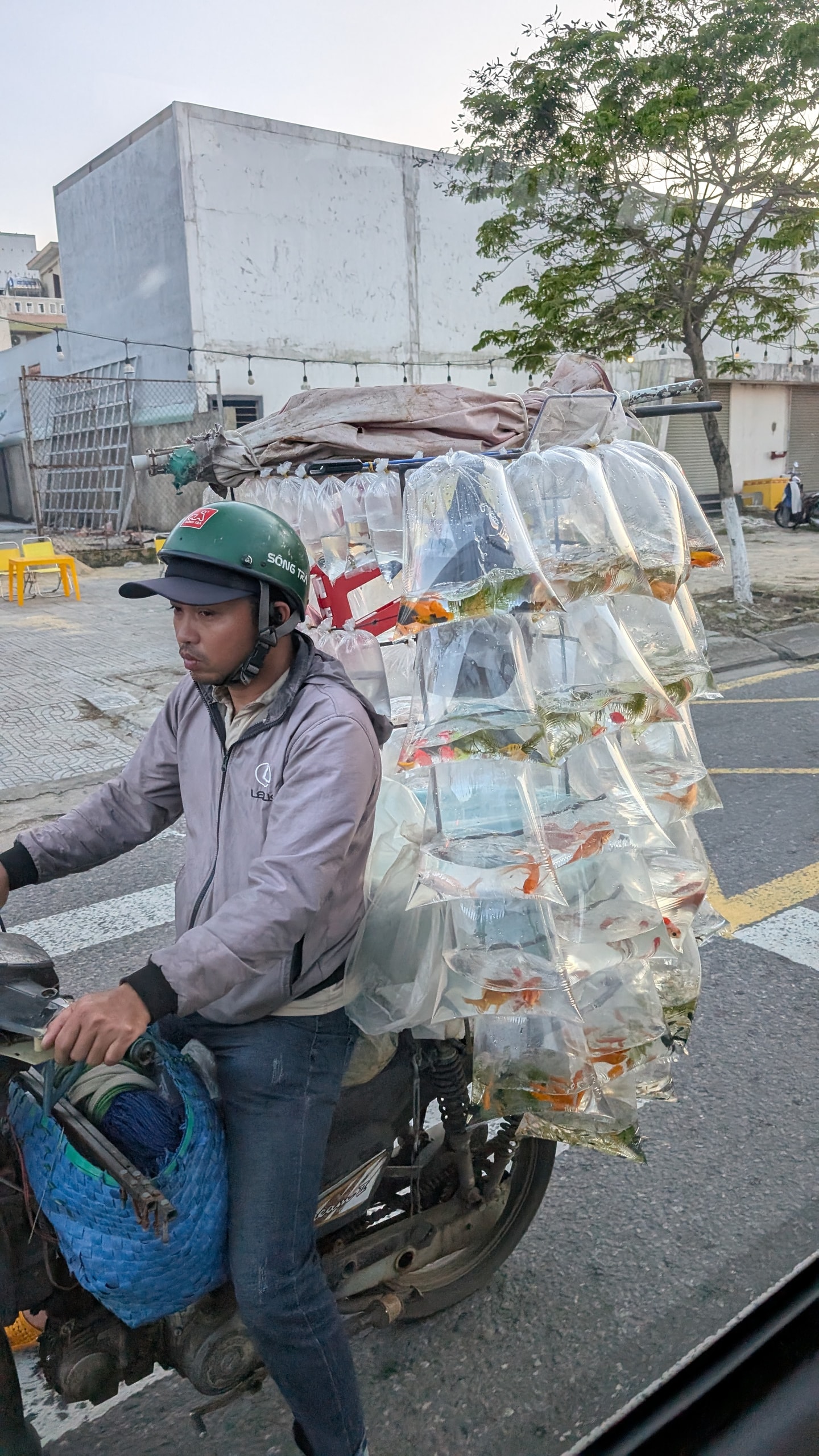 A man on a motorbike carrying dozens of plastic bags of live orange and white fish on a metal rear rack
