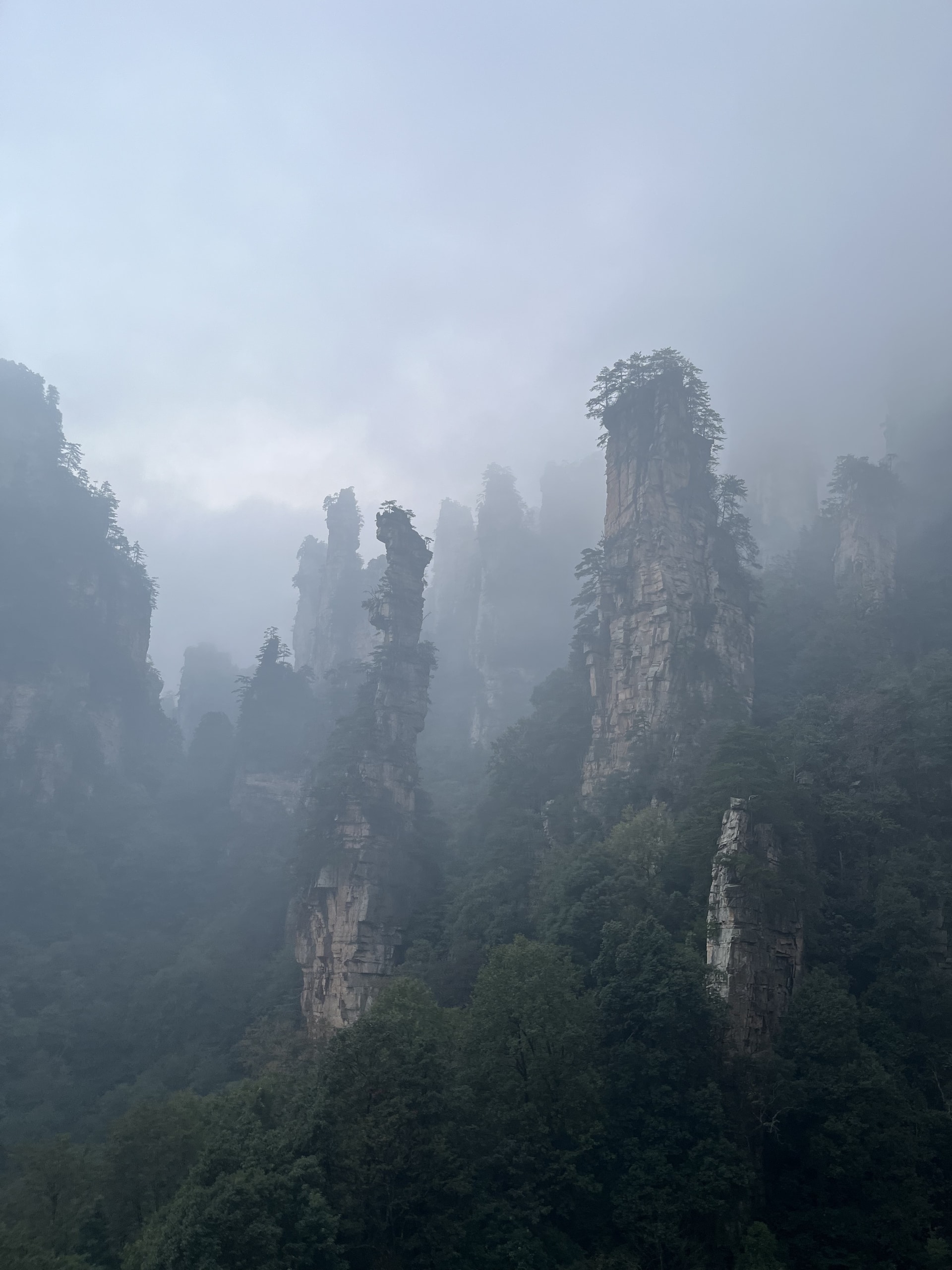 Sandstone pillars with pines on top disappearing into thick grey fog