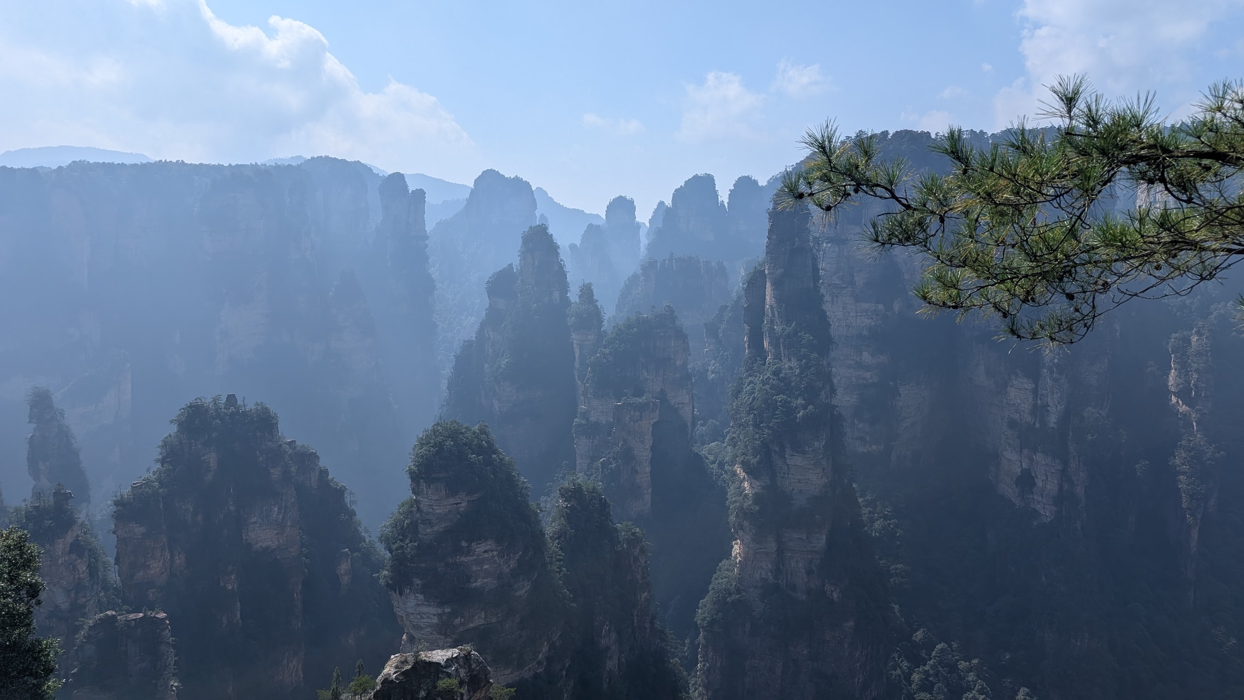 Hundreds of quartz sandstone pillars fading into blue haze in Wulingyuan, with a pine branch in the foreground