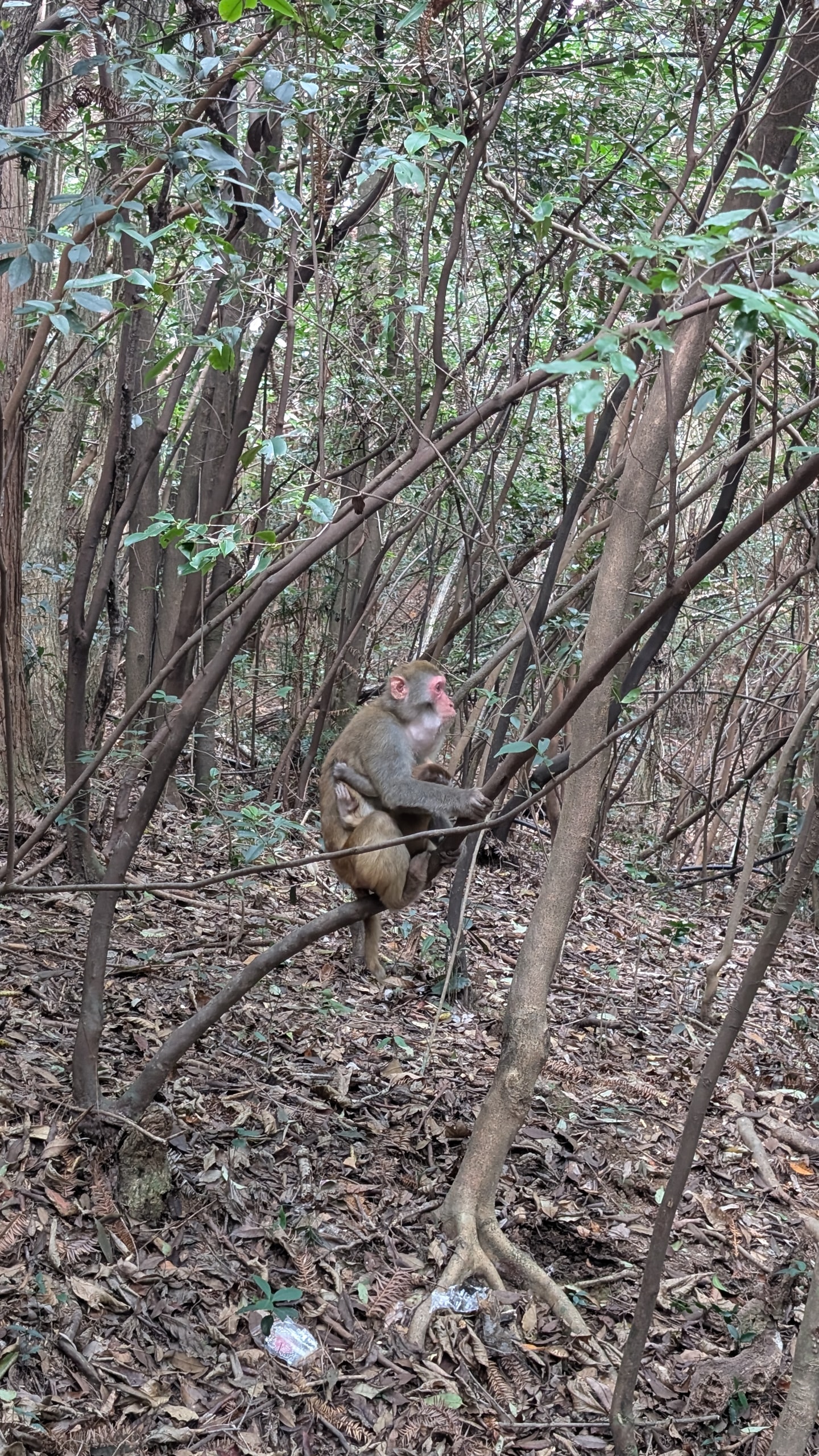 A macaque with a baby clinging underneath, sitting on a thin branch in scrubby forest with food wrappers on the ground below